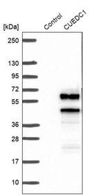 CUEDC1 Antibody in Western Blot (WB)