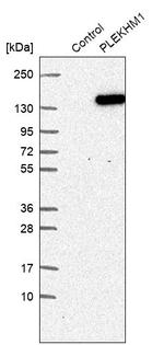 PLEKHM1 Antibody in Western Blot (WB)