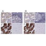 KIF13B Antibody in Immunohistochemistry (IHC)