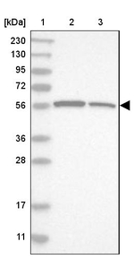 LETM2 Antibody in Western Blot (WB)