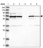 RAI16 Antibody in Western Blot (WB)