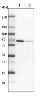 RAI16 Antibody in Western Blot (WB)