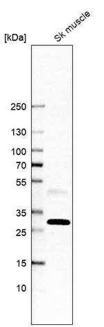 PEBP4 Antibody in Western Blot (WB)