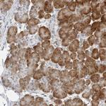 C8orf48 Polyclonal Antibody