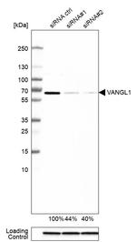 VANGL1 Antibody in Western Blot (WB)