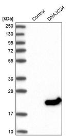 DNAJC24 Antibody in Western Blot (WB)