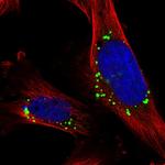Cnpy4 Polyclonal Antibody