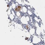 Cnpy4 Antibody in Immunohistochemistry (Paraffin) (IHC (P))