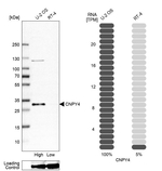 Cnpy4 Antibody in Western Blot (WB)