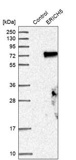 ERICH5 Antibody in Western Blot (WB)
