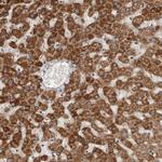 SERAC1 Polyclonal Antibody