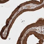 SERAC1 Polyclonal Antibody