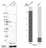 SERAC1 Antibody in Western Blot (WB)