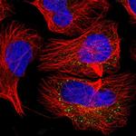 KIAA1731NL Polyclonal Antibody