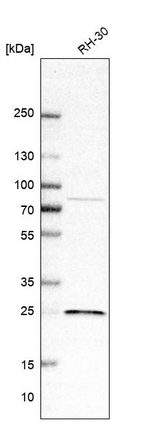 SIKE Antibody in Western Blot (WB)