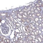 NRARP Antibody in Immunohistochemistry (Paraffin) (IHC (P))
