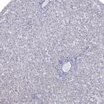 NRARP Antibody in Immunohistochemistry (Paraffin) (IHC (P))