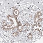 PHF3 Antibody in Immunohistochemistry (Paraffin) (IHC (P))