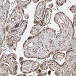 PHF3 Antibody in Immunohistochemistry (Paraffin) (IHC (P))