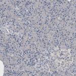 TMEM242 Antibody in Immunohistochemistry (Paraffin) (IHC (P))