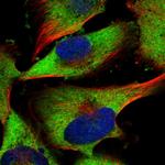 PRRC2C Polyclonal Antibody