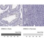 ARMC2 Antibody