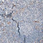 NMU Antibody in Immunohistochemistry (Paraffin) (IHC (P))