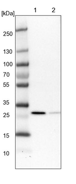 RSU1 Antibody in Western Blot (WB)