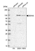 DDX42 Antibody