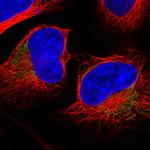 MRPL37 Polyclonal Antibody