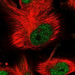 PHF15 Polyclonal Antibody