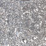 PHF15 Antibody in Immunohistochemistry (Paraffin) (IHC (P))