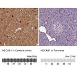 NECAB1 Antibody in Immunohistochemistry (IHC)
