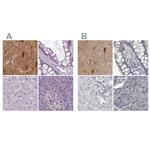 NECAB1 Antibody in Immunohistochemistry (IHC)
