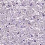 NECAB1 Antibody in Immunohistochemistry (IHC)