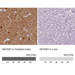 NECAB1 Antibody