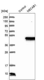 NECAB1 Antibody in Western Blot (WB)