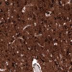 SLC10A5 Antibody in Immunohistochemistry (Paraffin) (IHC (P))