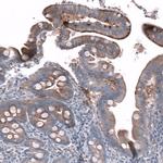 SLC10A5 Polyclonal Antibody