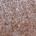 SLC10A5 Antibody in Immunohistochemistry (Paraffin) (IHC (P))