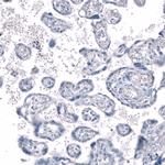 SLC10A5 Antibody in Immunohistochemistry (Paraffin) (IHC (P))