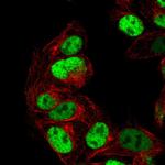 PEG3 Polyclonal Antibody