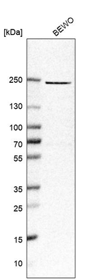 PEG3 Antibody in Western Blot (WB)