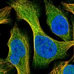 SYTL5 Polyclonal Antibody