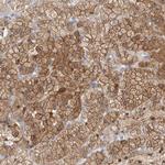 SYTL5 Antibody in Immunohistochemistry (Paraffin) (IHC (P))