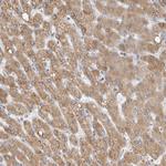 SYTL5 Antibody in Immunohistochemistry (Paraffin) (IHC (P))