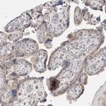 SYTL5 Antibody in Immunohistochemistry (Paraffin) (IHC (P))