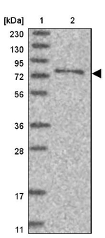 SYTL5 Antibody in Western Blot (WB)