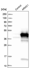 ARMC1 Antibody in Western Blot (WB)
