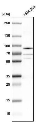 hnRNP R Antibody in Western Blot (WB)